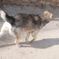 سگ .|سگ|شیروان (خراسان), |دیوار