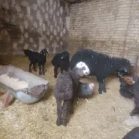 بره نر و ماده وبزغاله