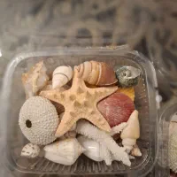 پک 19 مدل صدف و یک مدل ستاره زیبا و خوشرنگ اقتصادی|صنایع دستی و سایر لوازم تزئینی|تهران, تهرانپارس جنوبی|دیوار