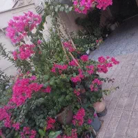 گلهای کاغذی صورتی رنگ بسیار زیبا|گل و گیاه طبیعی|تهران, شهرک آزادی|دیوار
