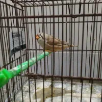 فنچ انگلیسی و پنگوئنی|پرنده|بندرعباس, |دیوار