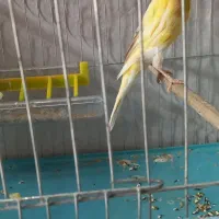 قناری ماده آماده کشیده|پرنده|رشت, جانبازان|دیوار