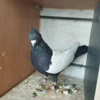 کفتر کبوتر سره حال|پرنده|بروجرد, |دیوار