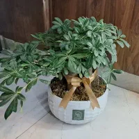 گل بونسای سالم سالم