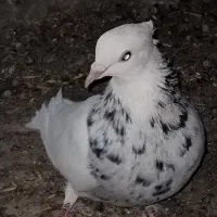 طوق سور نر معامله