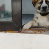 شاه توله سراب اصیل خالص|سگ|کرج, خرمدشت|دیوار