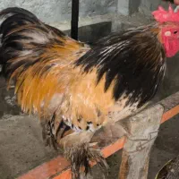 خروس کوشین|حیوانات مزرعه|درگهان, |دیوار