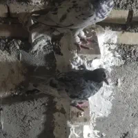 کبوترکوهی گرفتنی