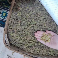 انگور سایه خشک کشمشی درشت درجه یک ارگانیک|خوردنی و آشامیدنی|ملایر, |دیوار