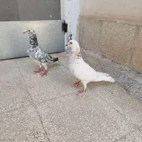 کبوتر هفت رنگ