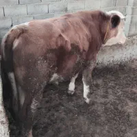 جوانه برای داشتی|حیوانات مزرعه|گنبد کاووس, |دیوار