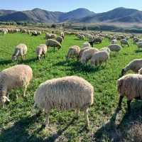 گوسفند۱۰۰تا|حیوانات مزرعه|دره رود, |دیوار