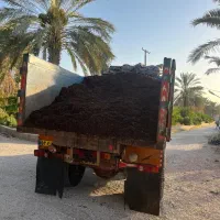 ریشه مهک