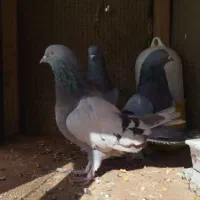 کبوتر کاغذی وسبز به شرط