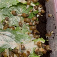 حلزون اچاتینا