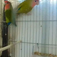 طوطی برزیلی