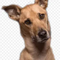 سگ نژاد دار پیدا کردم