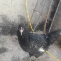 مرغ کاکلی زیبا