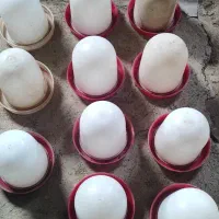 دانخوری و آبخوری|لوازم جانبی حیوانات|پارسآباد, |دیوار