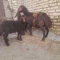 گوسفند دو قلو زا با دوبره