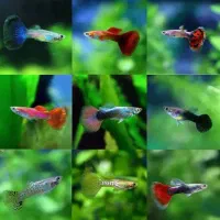 ماهی گپی مولد و پیش مولد