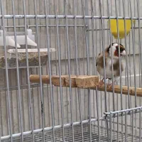 سهره چهار گل