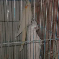 عروس پاریس|پرنده|سوسنگرد, |دیوار