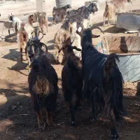۸ بز و ۸ بزغاله
