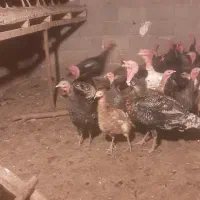 بوقلمون