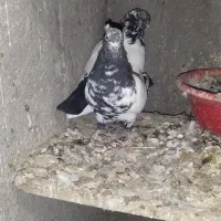 کبوتر|پرنده|زرند, |دیوار