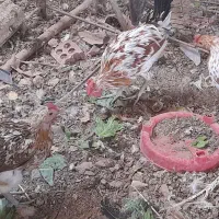 مرغ و خروس گلین|حیوانات مزرعه|کرمان, |دیوار