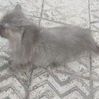 گربه پرشین بلو ماده ۶ماهه