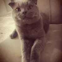 گربه اسکاتیش