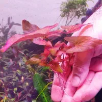 گیاه خاص آکواریوم پلنت|ماهی|تهران, هفت چنار|دیوار