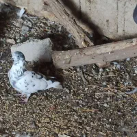 معاوضه|پرنده|بندر گناوه, |دیوار