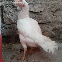 مرغ لاری اصیل|حیوانات مزرعه|صحنه, |دیوار