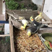 طوطی عروس فروش فوری