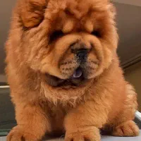 چاو چاو ۱۰۰٪ اصیل