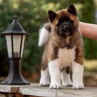 آکیتا آمریکایی