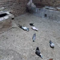 کبوتر|پرنده|سیلاخور, |دیوار