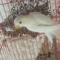 طوطی برزیلی جم