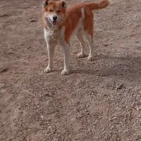 واگذاری سگ نر|سگ|همدان, |دیوار