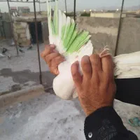 کبوتر پرشی(شکار)