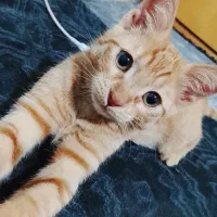 واگذاری گربه