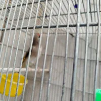 سهره|پرنده|کرمان, |دیوار