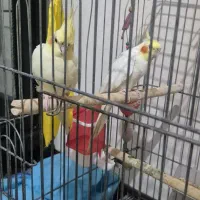 دو جفت عروس هلندی دستی