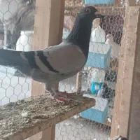 کبوتر پلاکی نر مست|پرنده|برازجان, |دیوار