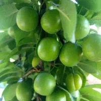 فروش تخصصی ترین نهال های غرب کشور|خدمات باغبانی و درختکاری|شاهین دژ, |دیوار