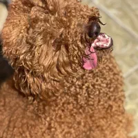 پودل اصیل|سگ|تهران, پاسداران|دیوار