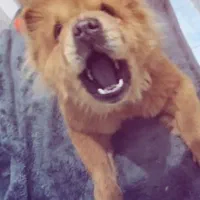 سگ چاو چاو ماده تربیت شده